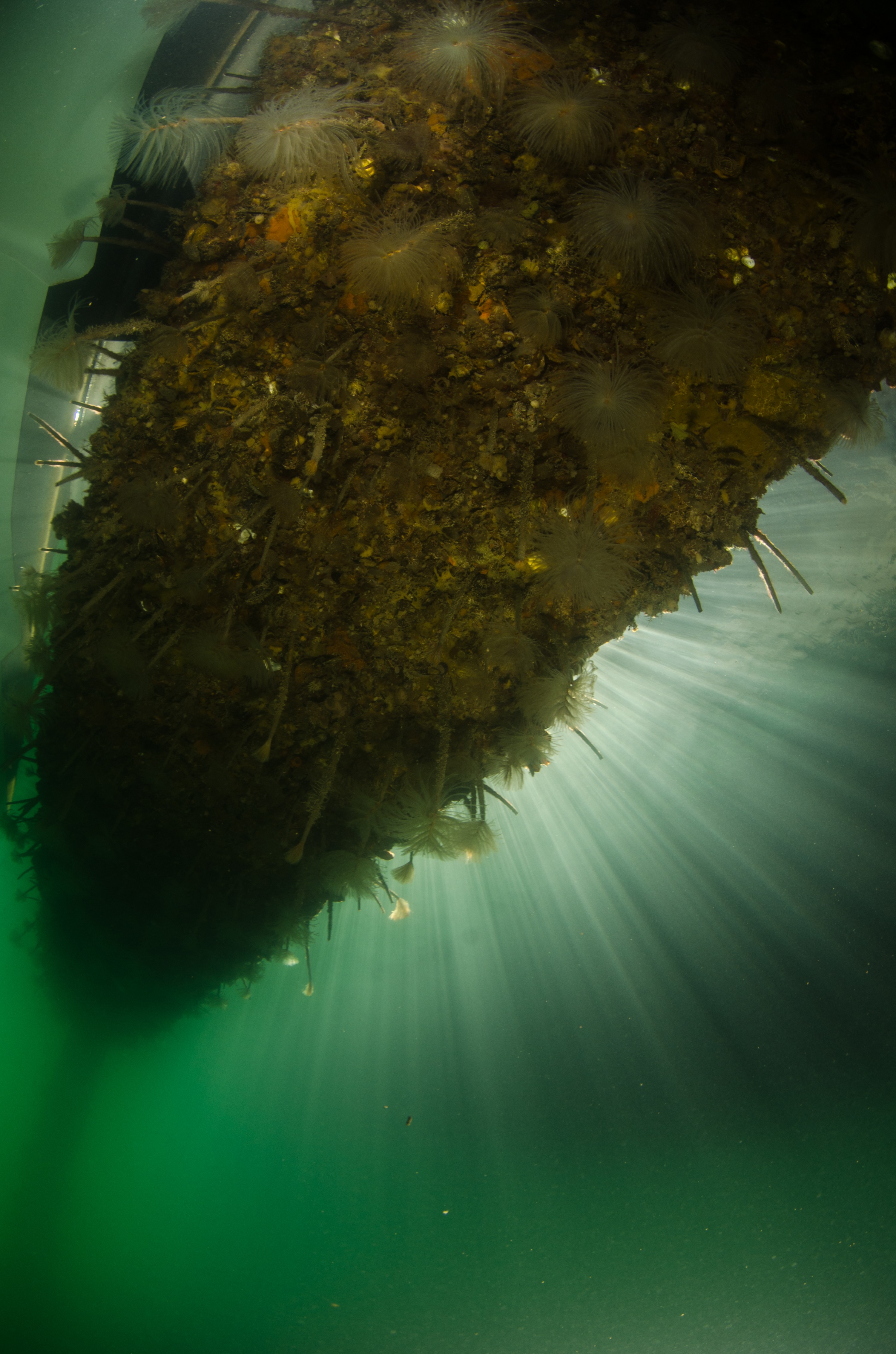 DSC_3073 – Mediterranean, fanworm, Sabella, spallanzanii, marine, pest, Auckland, underwater, crispin, nz, new, zealand, new zealand, fan, worm, marine, pest, invasive, Biosecurity